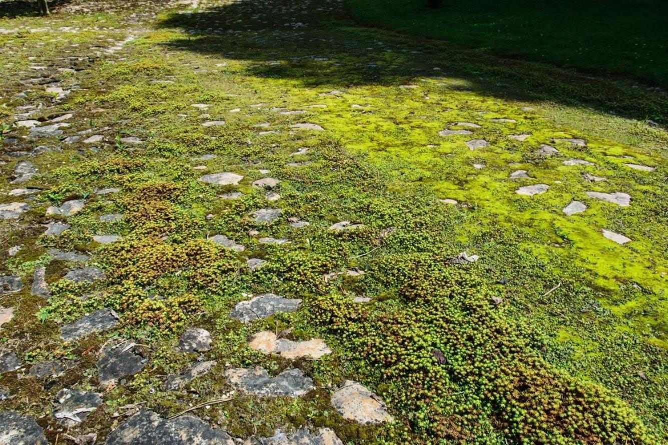 Rittergut/Gutshaus Grossgestewitz Naumbourg Extérieur photo
